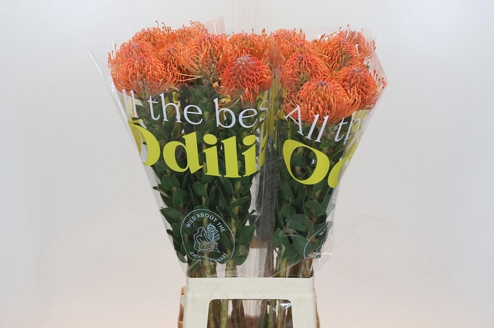 <h4>Nutans Ayoba Mandarin Zest</h4>