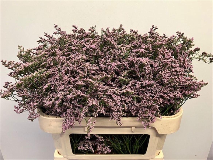 <h4>Lim Saf Oshi Pink</h4>