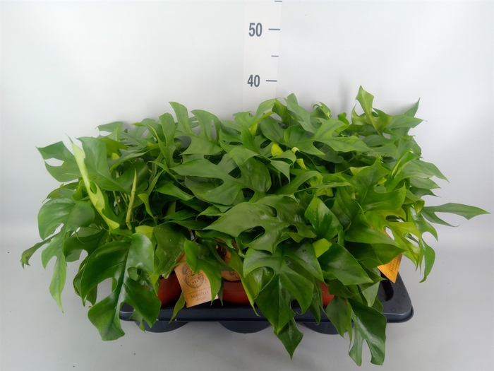 <h4>Monstera   ...</h4>