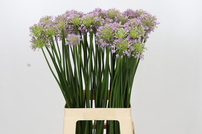 <h4>Allium Senescens</h4>