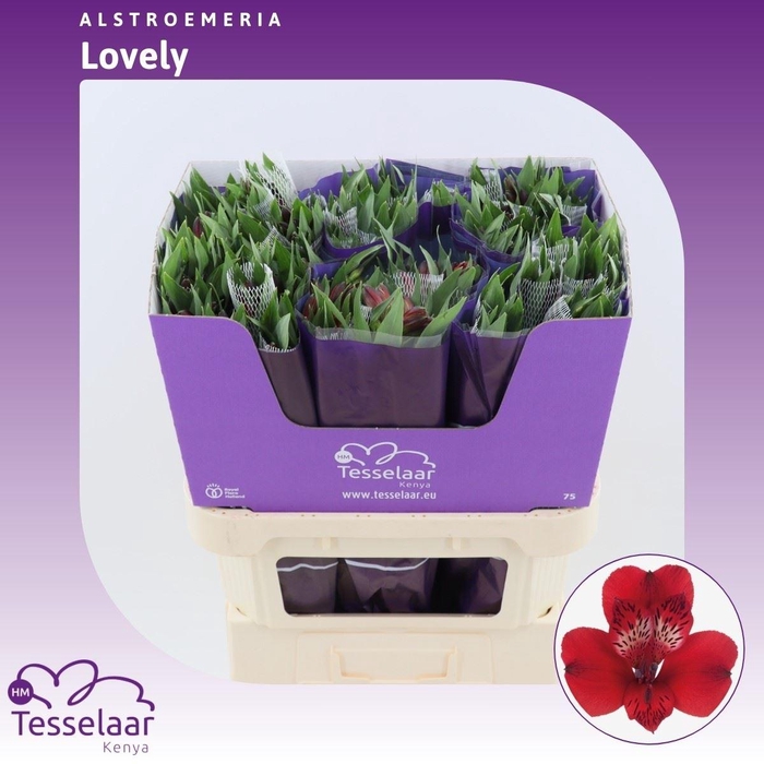 <h4>Alstroemeria Lovely | Heavy Quality</h4>