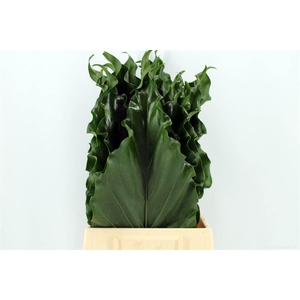 Anthurium Hookeri Leaf 52cm
