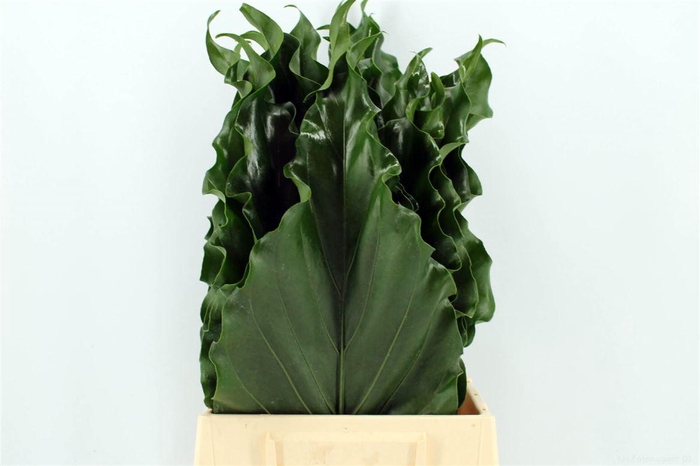 <h4>Anthurium Hookeri Leaf 52cm</h4>