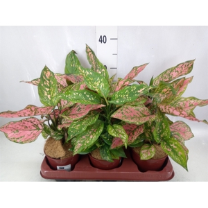 Aglaonema   ...