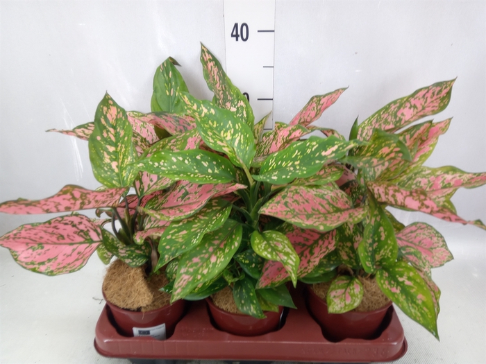 <h4>Aglaonema   ...</h4>