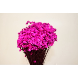 Dried Glixia Fuchsia Bunch