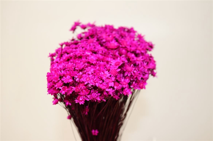 Dried Glixia Fuchsia Bunch