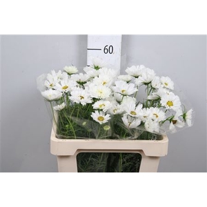 Cosmos Bipin White
