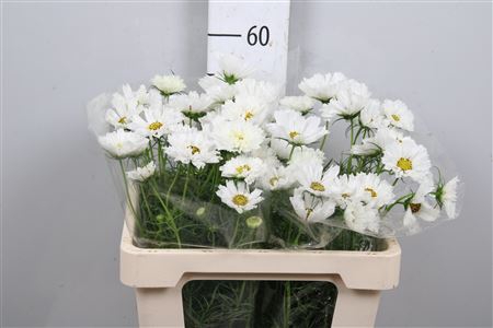<h4>Cosmos Bipin White</h4>
