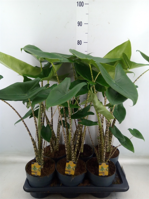 <h4>Alocasia zebrina</h4>
