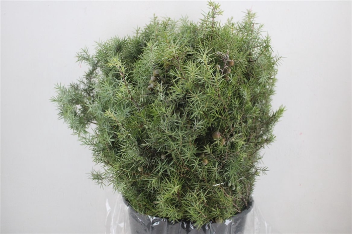 <h4>Jenever Berry P Bunch</h4>