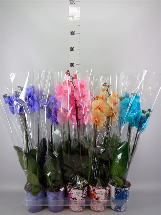 <h4>Phalaenopsis ...</h4>