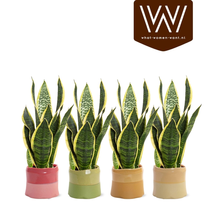 <h4>ARR SANSEVIERIA</h4>