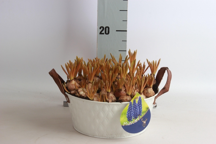 <h4>ARR MUSCARI</h4>