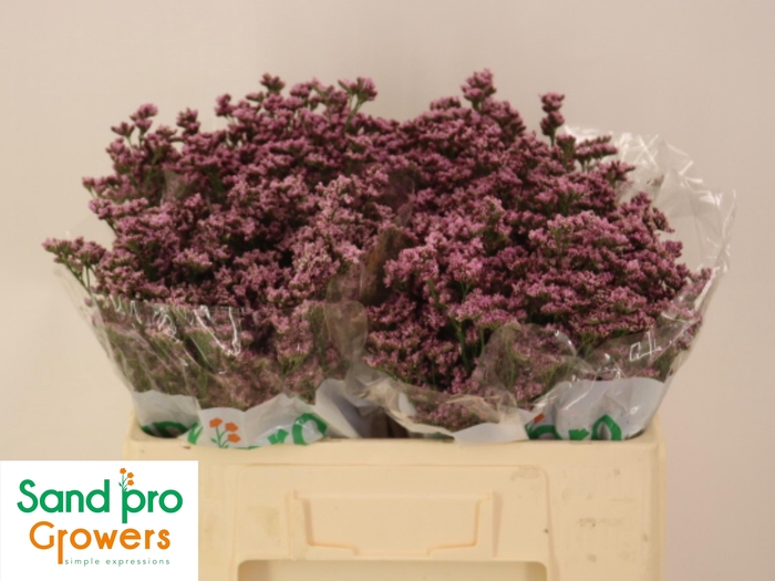 <h4>LIM FLORIDA PINK</h4>