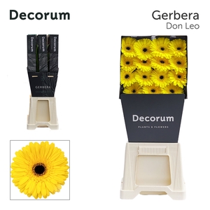 Gerbera Don Leo Diamond