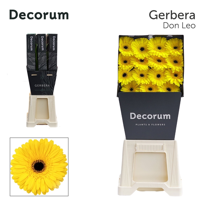 <h4>Gerbera Don Leo Diamond per kaart</h4>