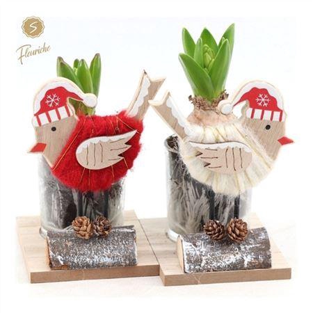 <h4>Hyacinth Mix 1616 Christmas Birds</h4>