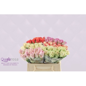 R Gr Qualirosa Suprise Mix -in Box