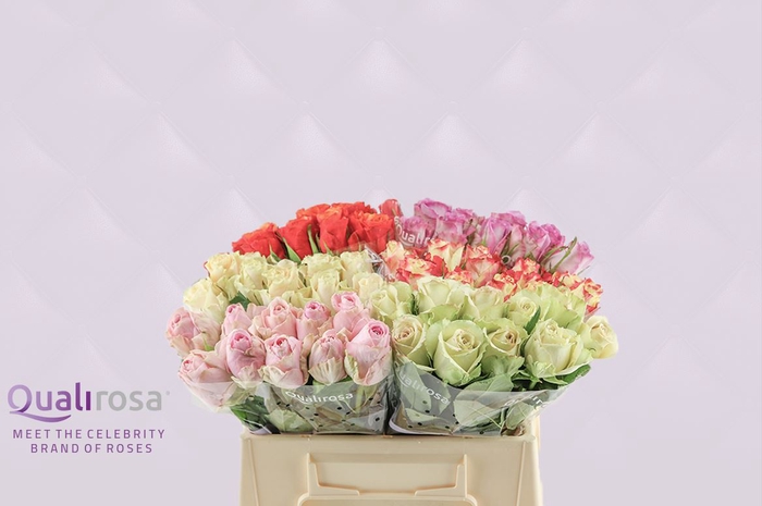 <h4>R Gr Qualirosa Suprise Mix -in Box</h4>