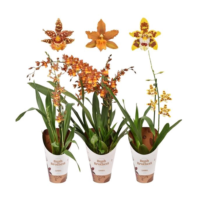 <h4>Cambria mix 1 tak 12 cm</h4>