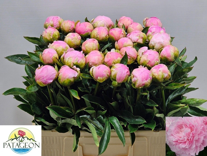 <h4>PAEO L DINNER PLATE</h4>