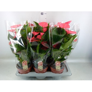 Anthurium andr. 'Melito'