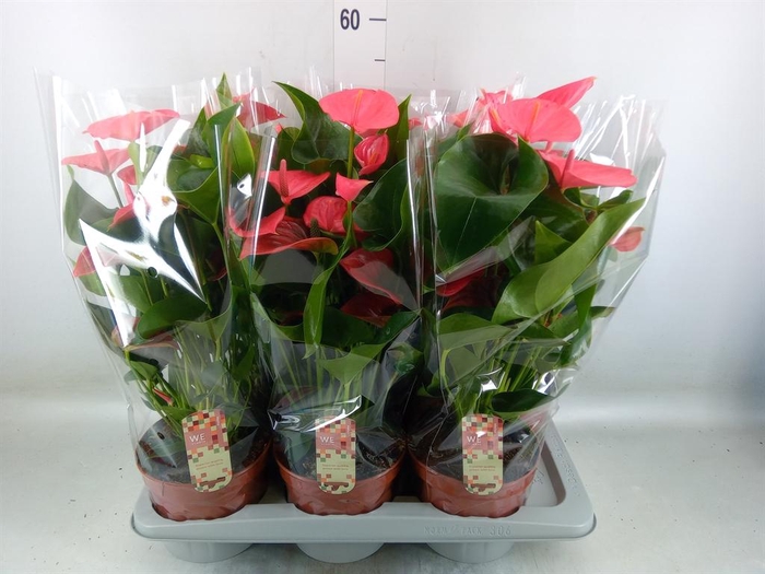 <h4>Anthurium andr. 'Melito'</h4>