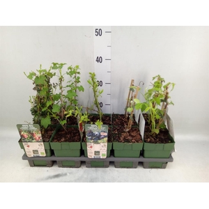 Fruit trees and shrubs   ...