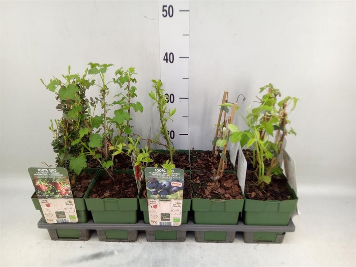 <h4>Fruit trees and shrubs   ...</h4>