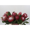 Protea Cynaroides Madiba