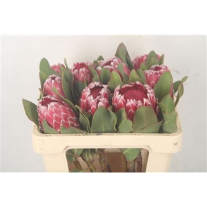 Protea Empress