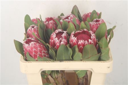 Protea Empress