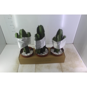 CACTUS EUPHORBIA MANDACARU P17