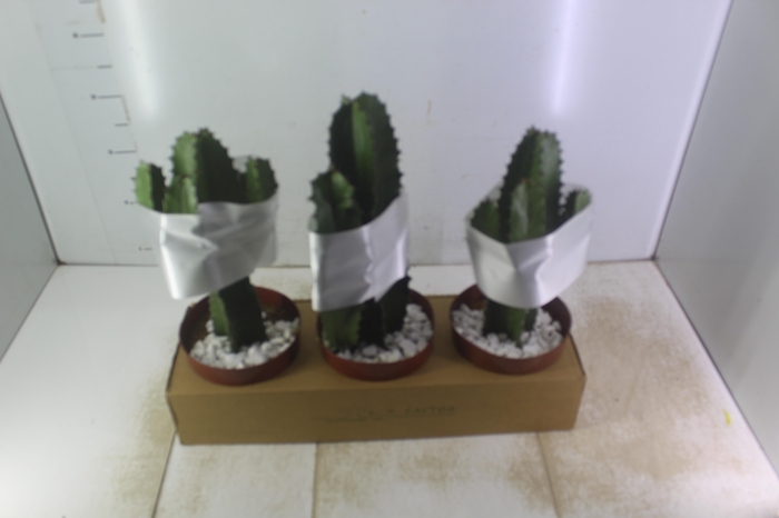 <h4>CACTUS EUPHORBIA MANDACARU P17</h4>