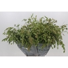 Chasmanthium Green