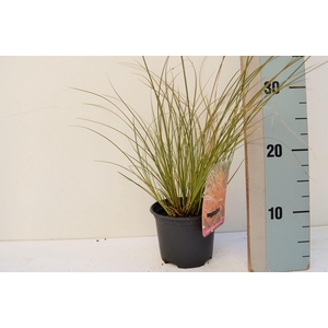 Carex testacea Prairie Fire