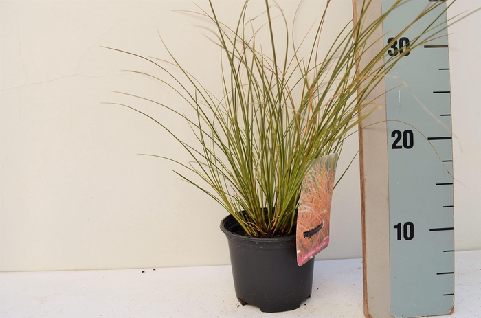 <h4>Carex testacea Prairie Fire</h4>