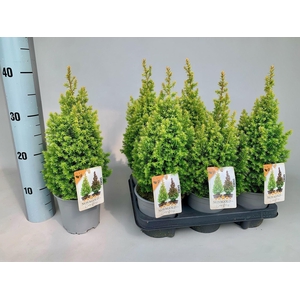 Chamaecyparis thyoides Novagold