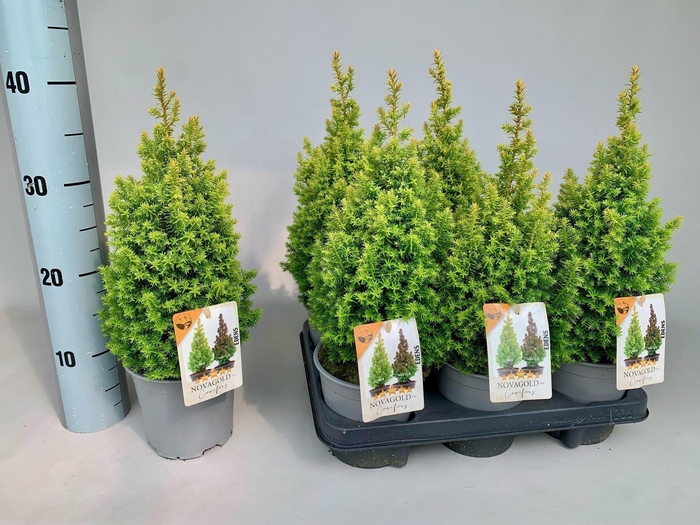 <h4>Chamaecyparis thyoides Novagold</h4>