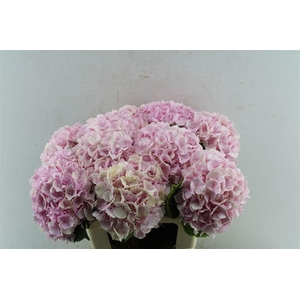 Hydr M Verena Pink