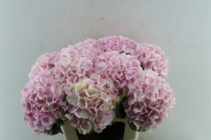 <h4>Hydr M Verena Pink</h4>