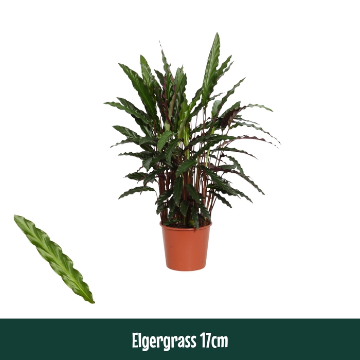 <h4>Calathea 17cm Elgergrass - Living</h4>