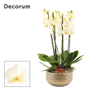 Mila 6 tak symphony white (Deco-collection)