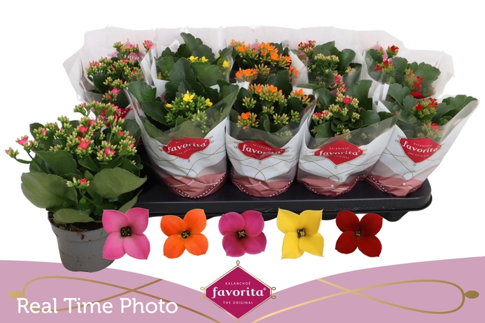 <h4>KAL EN GEM 5 KL</h4>