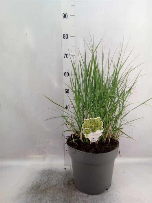 <h4>Panicum virgatum</h4>