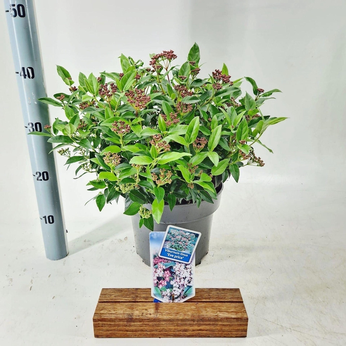 <h4>Viburnum tinus Eve Price</h4>