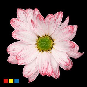 Chr T Kennedy Lipstick