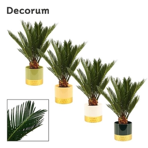 Cycas revoluta
