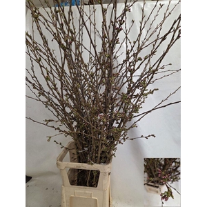 Prunus Serrulata 180cm P Stem